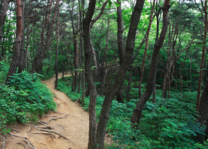 삼거리에서 정상까지의 길 2