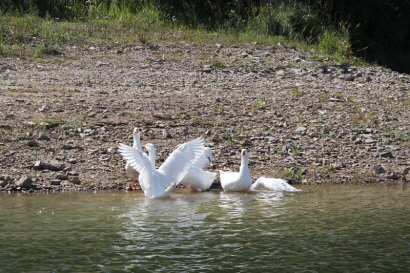 칠갑저수지의 거위들2