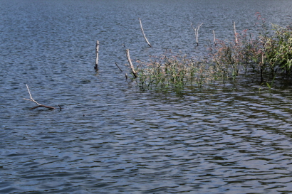 칠갑저수지의 물에 잠겨있는 나무들2