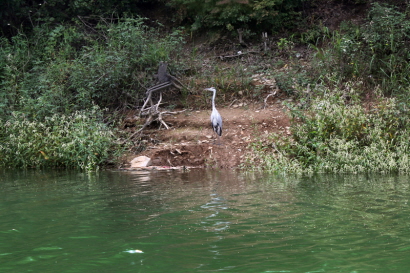 칠갑저수지 황새의 사색
