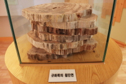 전시되어있는 금화목의 횡단면
