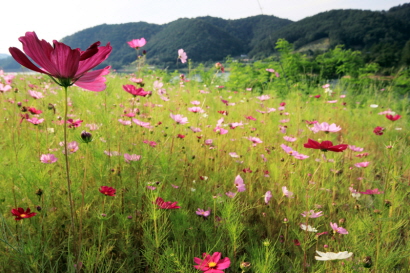 저수지 둘레길에 핀 코스모스