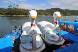 칠갑사니 레포츠수상체험장의 오리배.