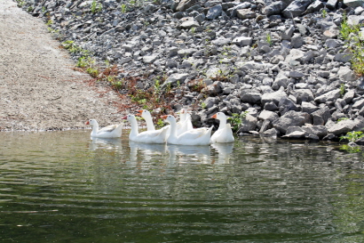 칠갑저수지의 거위들1