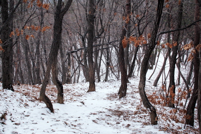 겨울풍경 등산로