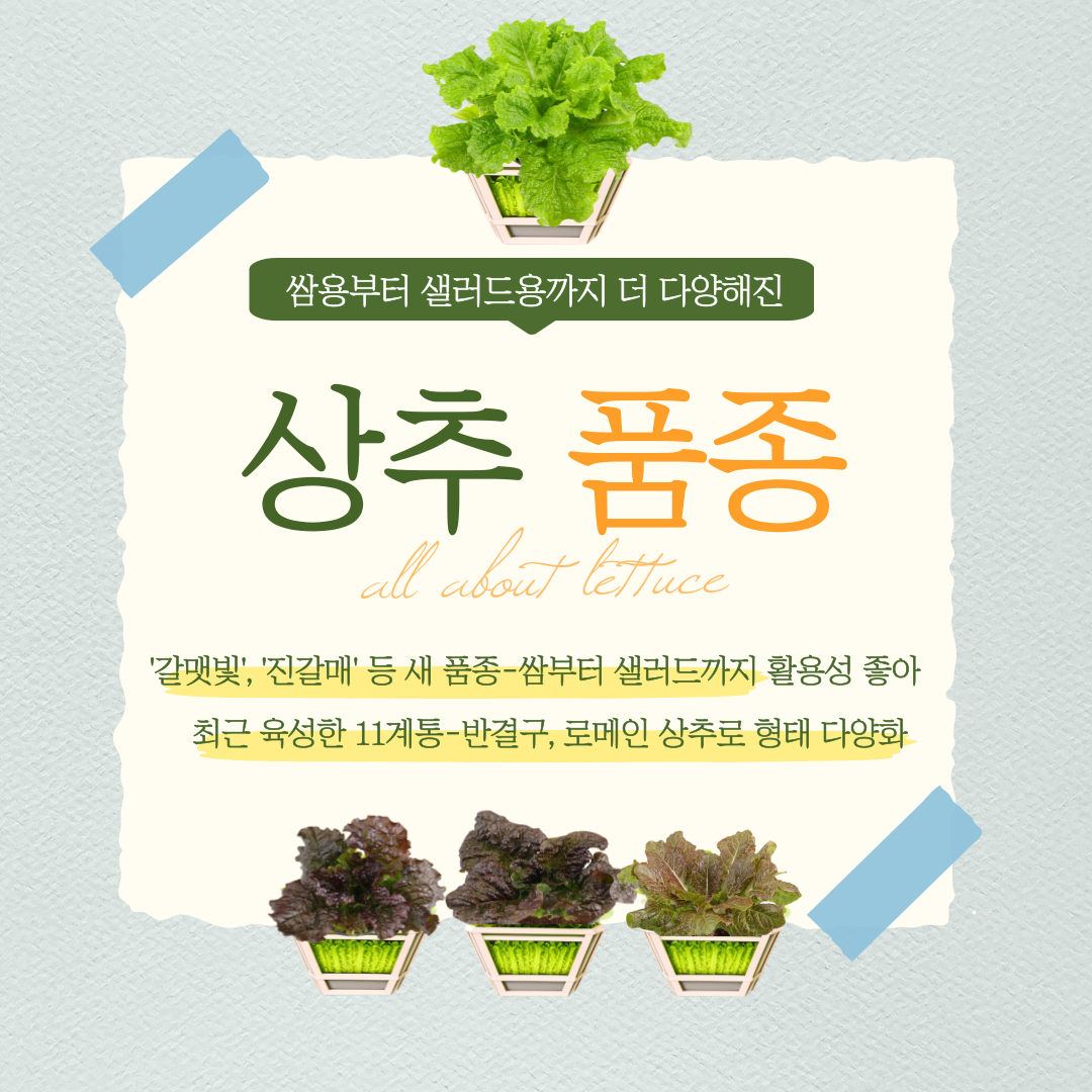 처음 보는 상추네~ ‘쌈부터 샐러드까지’